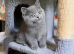 Blue Female - British Shorthair Kitten For Sale - Johns Creek, GA, US