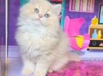 Cheese Poof - British Shorthair Kitten For Sale - Johns Creek, GA, US