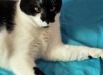 Catticus - Domestic Cat For Adoption - Parma, OH, US