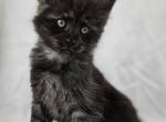 Fen - Maine Coon Kitten For Sale - 