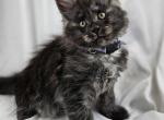 Elvis - Maine Coon Kitten For Sale - Hayden, ID, US