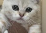 Cheddar - British Shorthair Kitten For Adoption - 