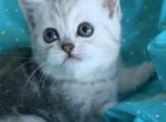 Luna - British Shorthair Kitten For Sale - Orange, CA, US