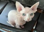 Blue Collar Gril - Sphynx Kitten For Sale - North Wales, PA, US