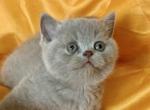 Rona - British Shorthair Kitten For Sale - Orange, CA, US