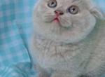 Rocky - Scottish Fold Kitten For Sale - Orange, CA, US