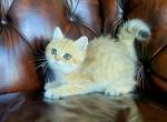 Grace - British Shorthair Kitten For Sale - Chattanooga, TN, US