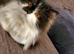 Beans - Persian Cat For Sale - Easton, PA, US