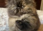 CFA registered Persian kittens - Persian Kitten For Sale - Sheridan, MI, US