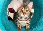 Wanda - Savannah Kitten For Adoption - CA, US