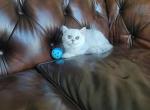 Christy - Scottish Straight Kitten For Sale - Chattanooga, TN, US