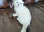 Diego - Scottish Fold Kitten For Sale - Chattanooga, TN, US