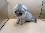 King Julian - Scottish Fold Kitten For Sale - Tampa, FL, US