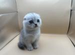 Coquette - Scottish Fold Kitten For Sale - Tampa, FL, US