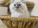 Lark - Himalayan Kitten For Sale - Ligonier, PA, US