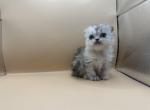 Midgie - Scottish Straight Kitten For Sale - Tampa, FL, US