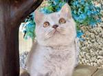 Mafin - British Shorthair Kitten For Sale - Brighton, CO, US