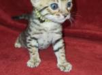 Yellow - Bengal Kitten For Sale - Tallahassee, FL, US