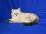 Pandas Litter - Ragdoll Kitten For Sale - WI, US