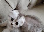 Luka - Scottish Fold Kitten For Sale - 