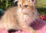 British longhair girl - British Shorthair Kitten For Sale - Exton, PA, US