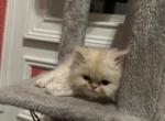 Kitty - Persian Kitten For Sale - Watchung, NJ, US