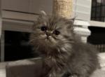 Kitty2 - Persian Kitten For Sale - Watchung, NJ, US