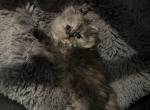 Kitty3 - Persian Kitten For Sale - 