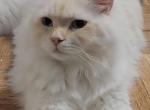 Rudik flame point fast sale cheap - Siberian Cat For Sale - New York, NY, US