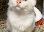 Cute Ragdoll Kitten 3 - Ragdoll Kitten For Sale - Walnut Creek, CA, US