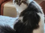 Anna - Siberian Cat For Sale - 