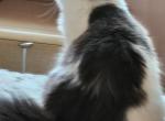 Anna fast sale cheap - Siberian Cat For Sale - 