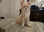 Otitis - Maine Coon Kitten For Sale - San Antonio, TX, US