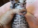 Bengal kittens Michigan - Bengal Kitten For Sale - Grand Rapids, MI, US