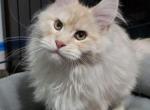 MAINE COONS MICHIGAN - Maine Coon Kitten For Sale - 