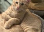 Archy - Domestic Kitten For Adoption - Rio Linda, CA, US