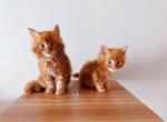 Phoenix and Flame - Maine Coon Kitten For Sale - Los Angeles, CA, US