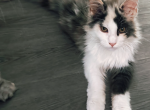 Autumn - Maine Coon Kitten For Sale - Los Angeles, CA, US