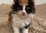 Chloe - Maine Coon Kitten For Sale - Los Angeles, CA, US