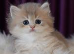 Ricci - British Shorthair Kitten For Sale - Hollywood, FL, US