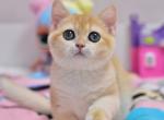 Unicum - British Shorthair Kitten For Sale - 