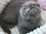 Zarina - Scottish Fold Kitten For Sale - 