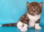 Snickers - Scottish Straight Kitten For Sale - Hollywood, FL, US