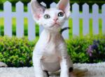 Lilu - Devon Rex Kitten For Sale - Norwalk, CT, US