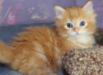 Dakota - Siberian Kitten For Sale - Miami, FL, US