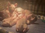 The three Stooges - Sphynx Kitten For Sale - CT, US