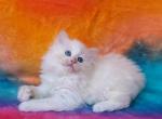 Scarlett - Ragdoll Kitten For Sale - 