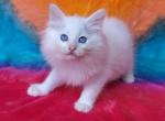 Sully - Ragdoll Kitten For Sale - Glendale, AZ, US