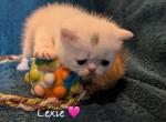 Angles kittens - Exotic Kitten For Sale - Talco, TX, US