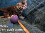 Angles kittens - Exotic Kitten For Sale - Talco, TX, US